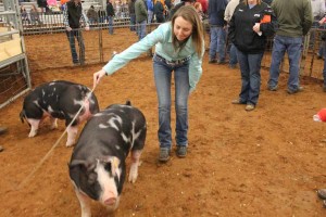 Princeton FFA member Ashley Adams shows off her pig at the livestock show.