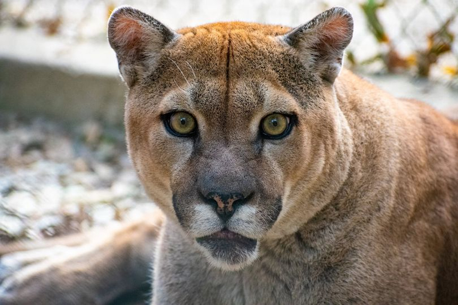In-Sync reports cougar COVID-19 case