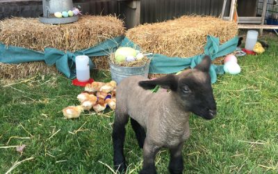 Princeton FFA to host “Eggstravaganza”