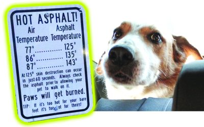 Pets, cars can be a deadly combination