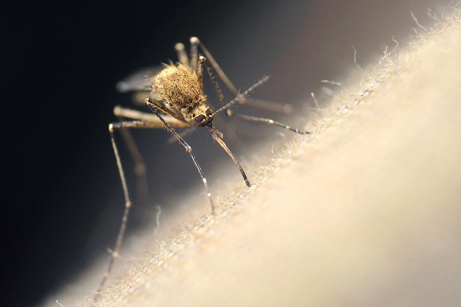 Mosquito spraying to prevent West Nile Virus